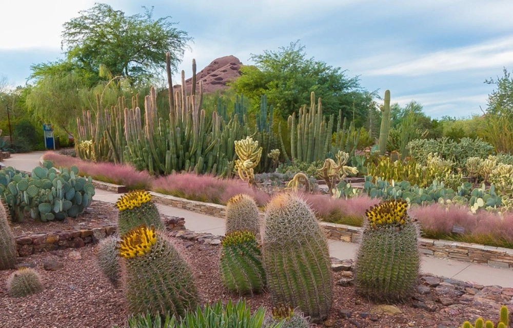 Sky Harbor Airport Inn near Desert Botanical Garden